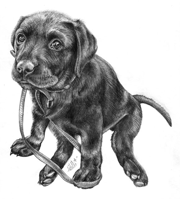 Labrador Puppy Pencil Drawing by Amy Letts