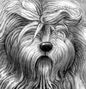 Old English Sheepdog - Detail view of pencil drawing by Amy Letts